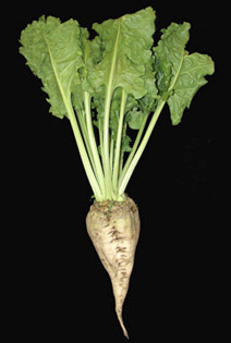 sugar beet